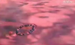 姊计在线观看,揭秘网络红人的崛起之路