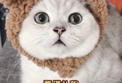 有网友爆料小猫咪视频,萌宠小猫咪视频，萌态可掬萌翻网友
