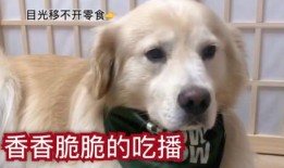 狗子爆料会被告吗视频,揭秘网络爆料的风险与后果