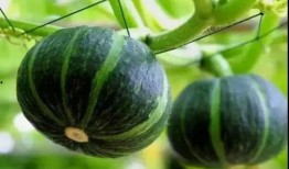 网红韩婧格吃瓜视频,揭秘娱乐圈幕后真相