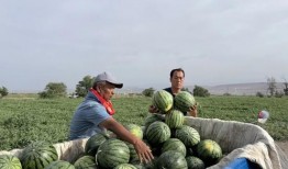 吃瓜走向第二集免费观看,揭秘幕后真相，免费观看等你来探秘