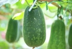 八月娱乐吃瓜,瓜田李下，明星秘闻大揭秘