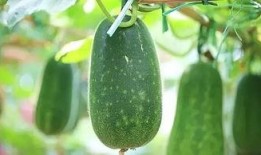 八月娱乐吃瓜,瓜田李下，明星秘闻大揭秘